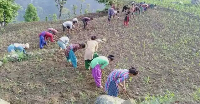 वर्षा सुरू भएपछि काभ्रेका किसान खेतीपातीमा व्यस्त