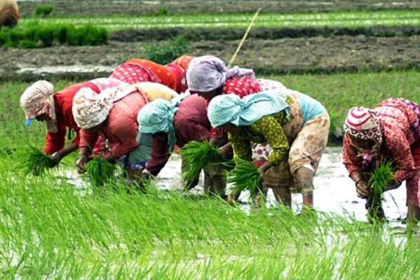 विगत भन्दा यो वर्ष रोपाइँ चाँडो, धान उत्पादन राम्रो हुने आँकलन