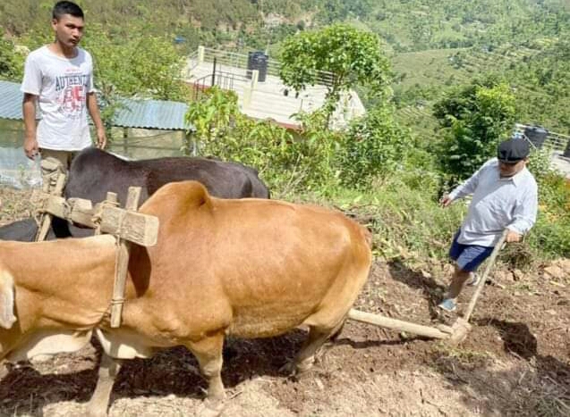 हलाे जाेत्दै महरा