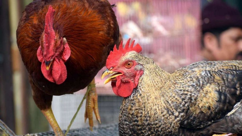 काठमाडौंमा बर्डफ्लू, २५ सय पंक्षी नष्ट गरियो
