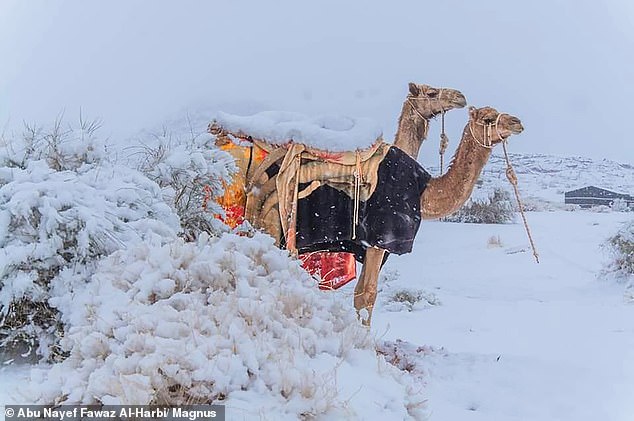 विश्वकै गर्मी मानिने मरुभूमिमा हिमपात, हिउँले ढाकिए साउदी र साहारा मरुभूमि (तस्वीरहरु)