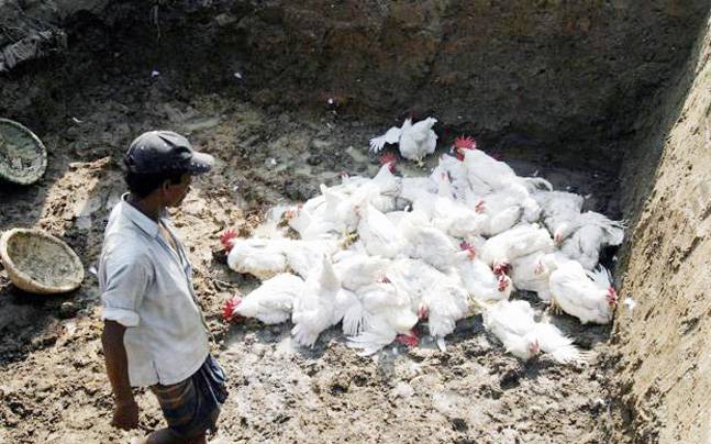 बर्डफ्लु देखिएपछि सुर्खेतमा २७९ कुखुरा र सय परेवा नष्ट