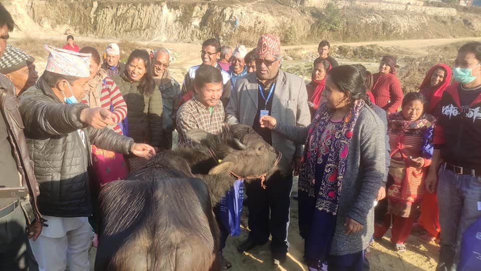 पनौती नगरपालिकाका १२ वटै वडामा भैँसीका पाडी (थोर) वितरण कार्य सम्पन्न