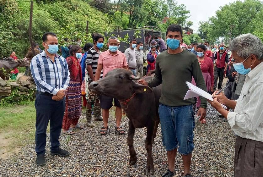 पाँचखालका कृषकलाई आत्मनिर्भर बनाउन पाडी बितरण, नगरभर १ सय ५४ वटा बितरण गरिने