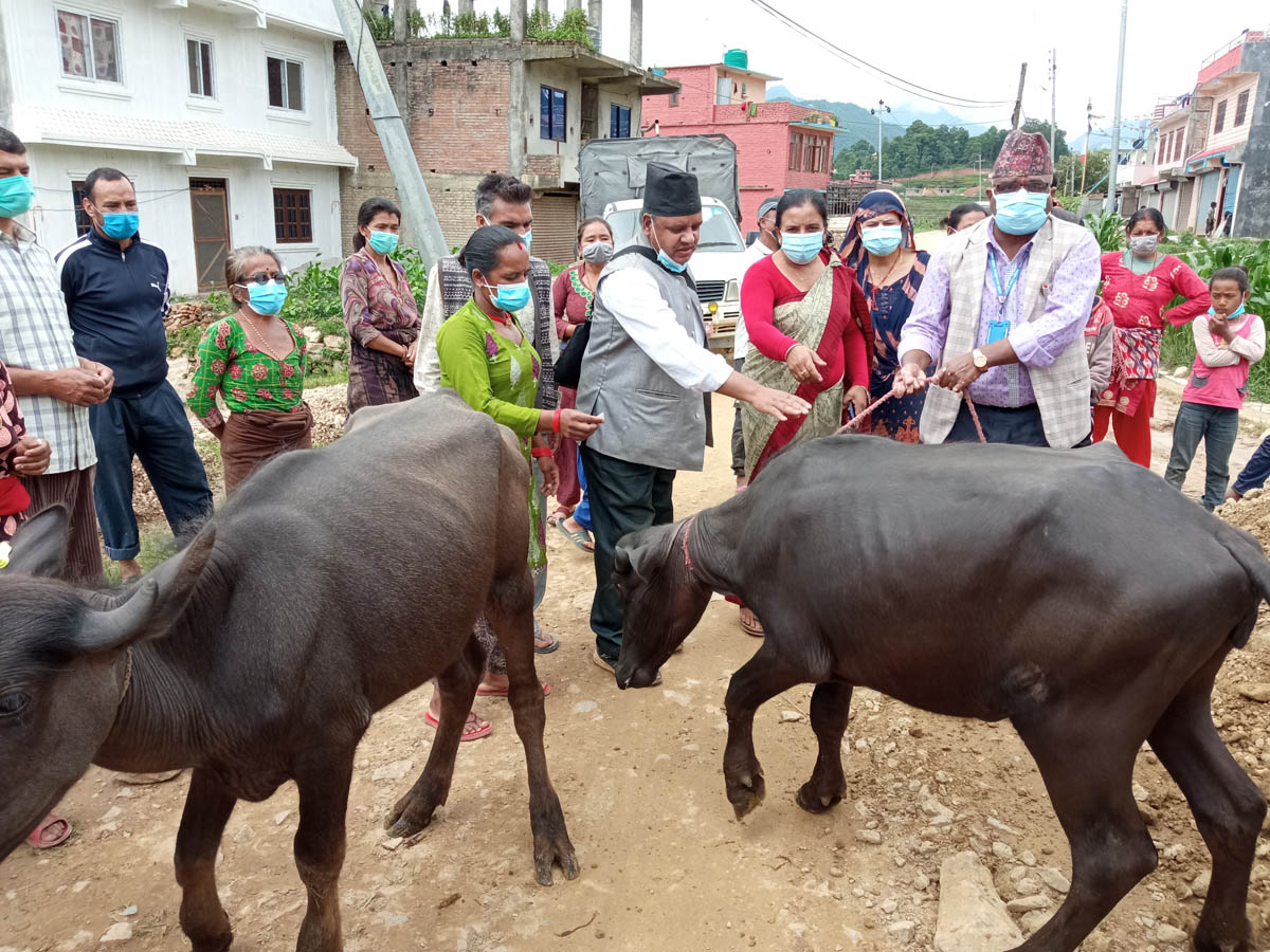 पनौती नगरमा भैँसीका पाडी वितरण कार्य सम्पन्न, हालसम्म ८०६ वटा पाडी वितरण