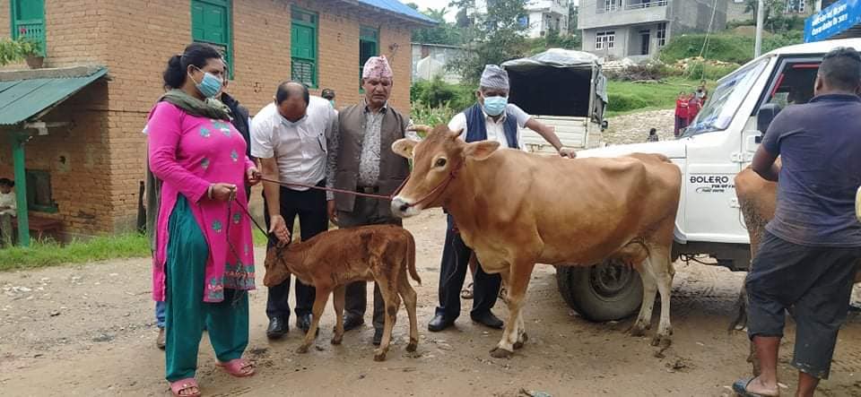 पनौतीका ३ वडा गाई प्रवर्द्धनका लागि पकेट क्षेत्र घोषणा, ४० वटा लैनो गाई अनुदानमा वितरण