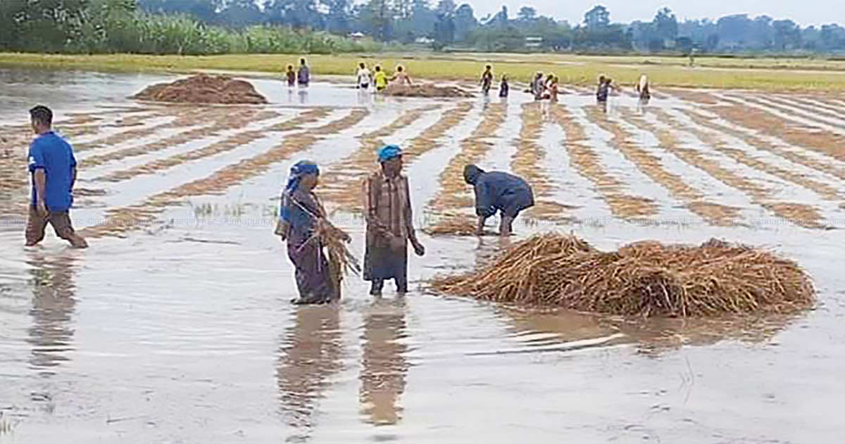 धानमा क्षति बेहोरेका किसानलाई सरकारले ६५ प्रतिशतसम्म राहत दिने