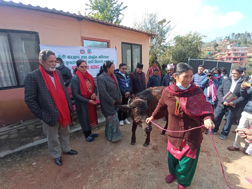 १५ वटा पाडी वितरण गर्दै पनौतीमा यो वर्ष पनि भैँसी संरक्षण अभियानको शुभारम्भ, पनौतीमा प्रतिदिन ४५ हजार लिटर बढी दुध उत्पादन