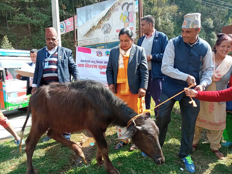 पनौती नगरपालिकाद्वारा मासुका लागी पाडा वितरण सुरु