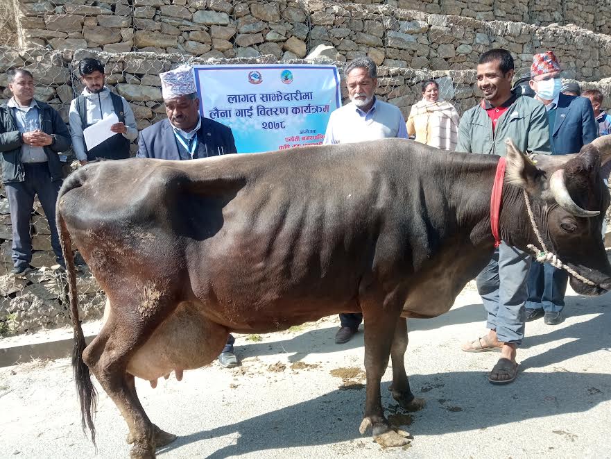 पनौती कुशादेबीका कृषकलाई लैनो गाई वितरण, गाई पकेट क्षेत्रमा ६० वटा गाई बितरण गरिने