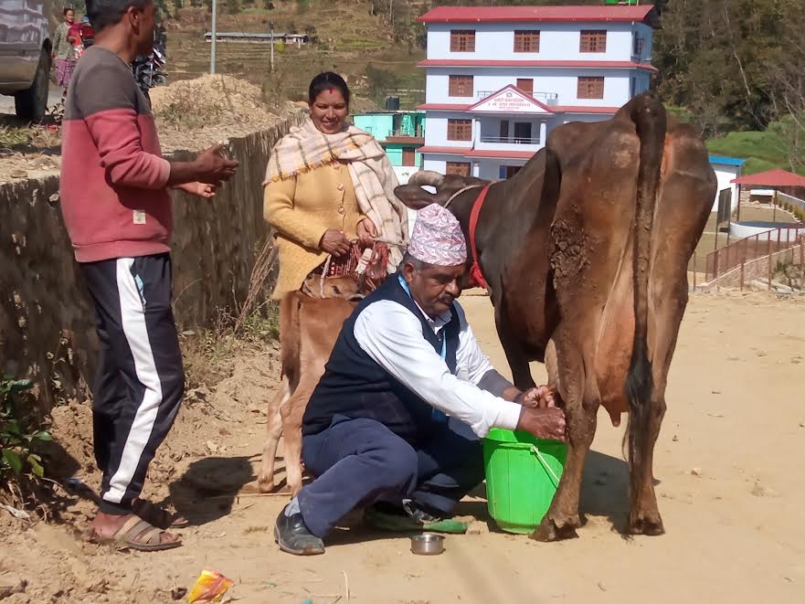 जब, पनौतीका कृषि शाखा प्रमुख सडकमै गाई दुहुन थाले…