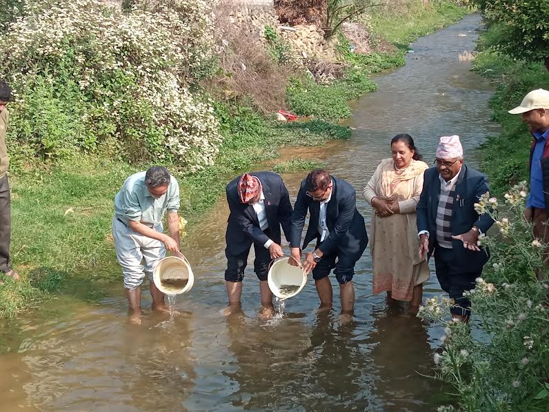 माछा संरक्षणकालागि पनौती लिलावती खोलामा ५० हजार माछाका भुरा छाडिए