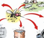 देशभर डेंगुका १२ हजार २१७ जना बिरामी, ११ जनाको मृत्यु